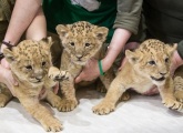 «Зенит» поздравляет Ленинградский зоопарк с рождением львят